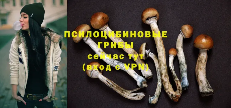 Псилоцибиновые грибы MAGIC MUSHROOMS  Кирово-Чепецк 